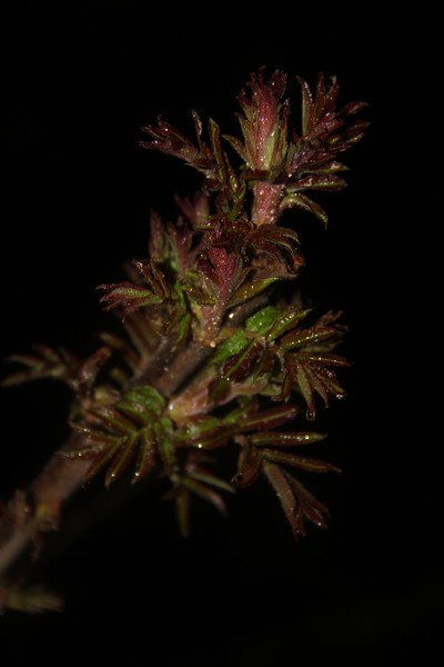 Twilight rain-dew Sumac budding