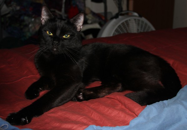 Meet Khan our Catten (more kitten than cat)