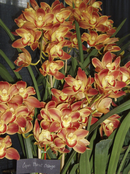 Burnt Orange Cymbidium Orchids