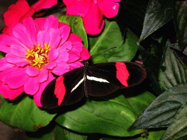 Black Butterfly and Flower