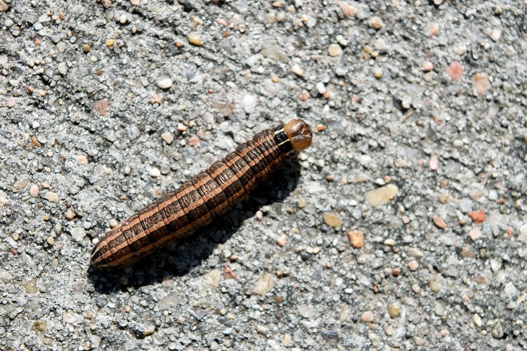 Army Worm