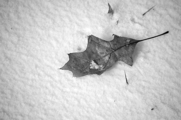 Leaf In Snow