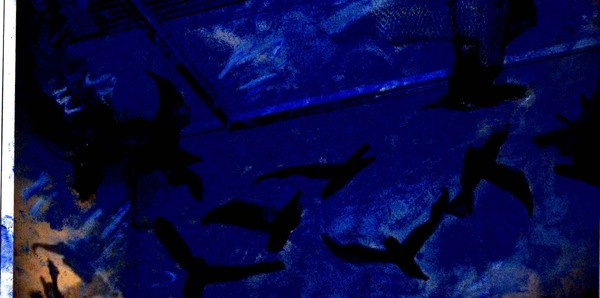 wire Birds at dusk