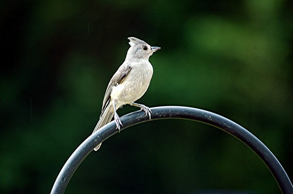 Tufted Titmouse In The Chickadee Family