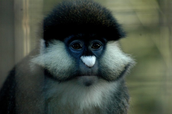 Senor Furry Cheeks
