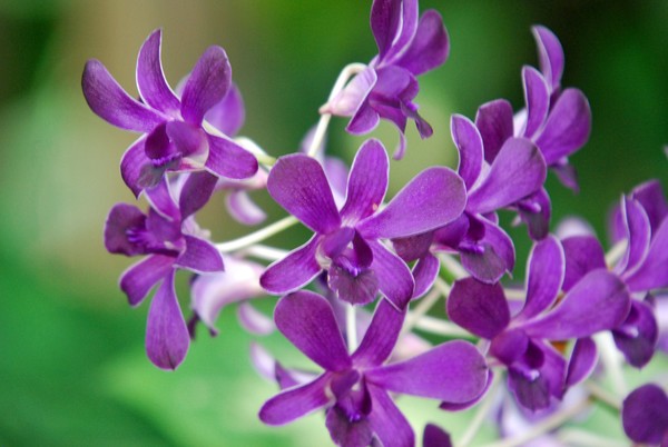 The Color Violet