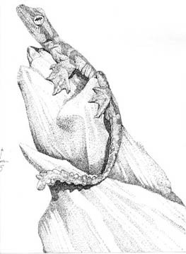 Flying Gecko