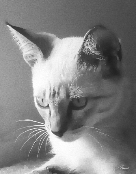 ayme