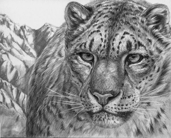 SNOW LEOPARD