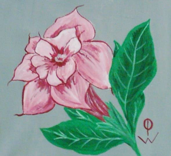 Datura