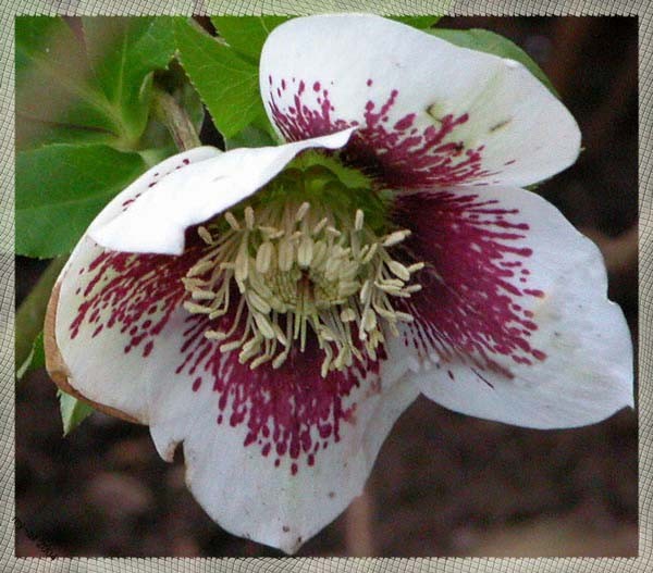 Helleborus Flower