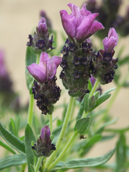 LAVENDER FLOWERS1