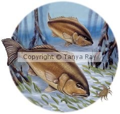 Redfish Run