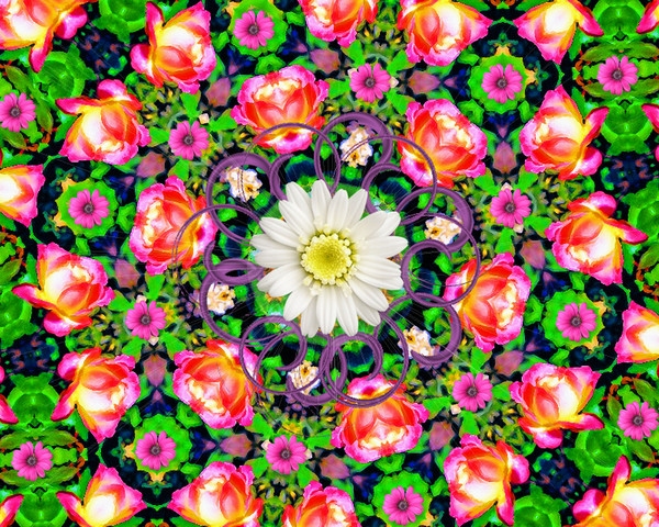Rose blooms kalidiscope