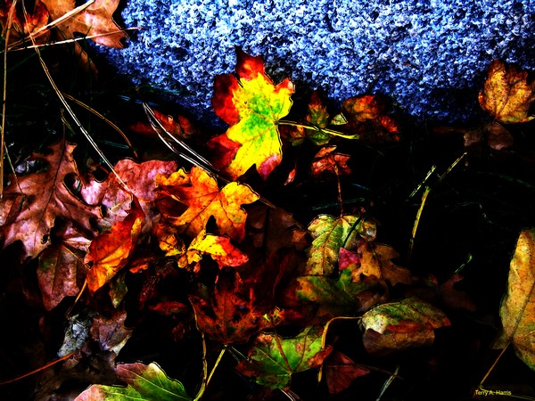 Glass Leaves