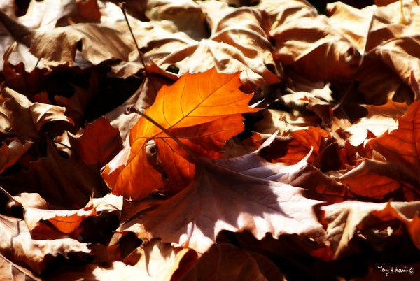 Autumn Leaf Ballet