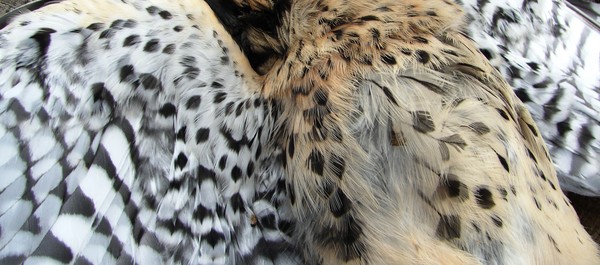 Honoring the Kestrel