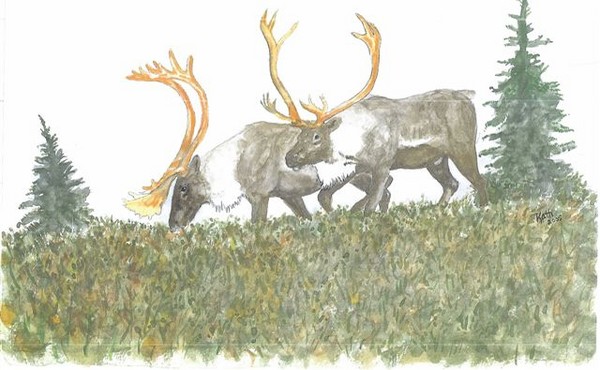 High Country Caribou Bulls