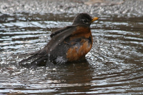 Bird Bath