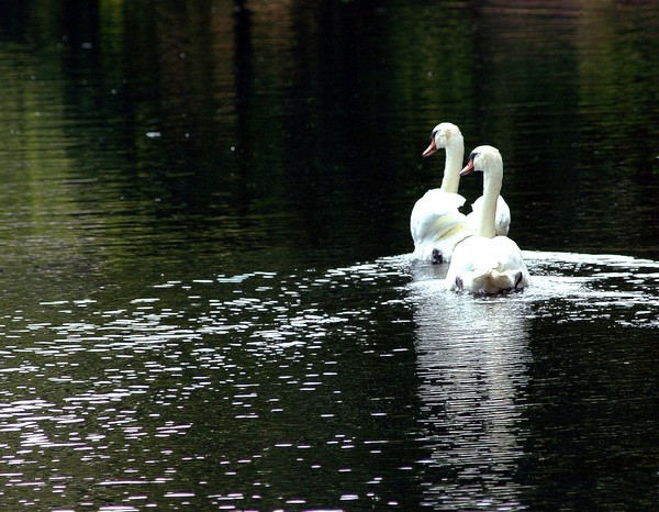 Two Swans on Clearlake