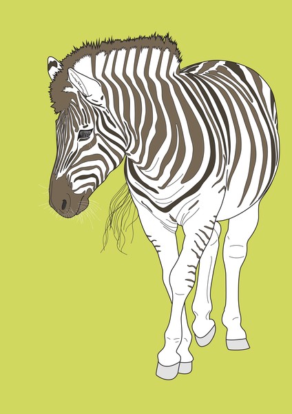 Zebra