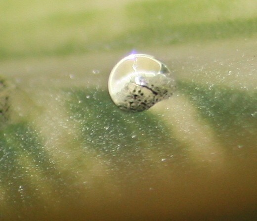 Rain Drop On Leaf