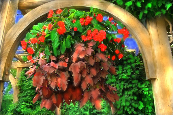 FLORAL ARCHWAY