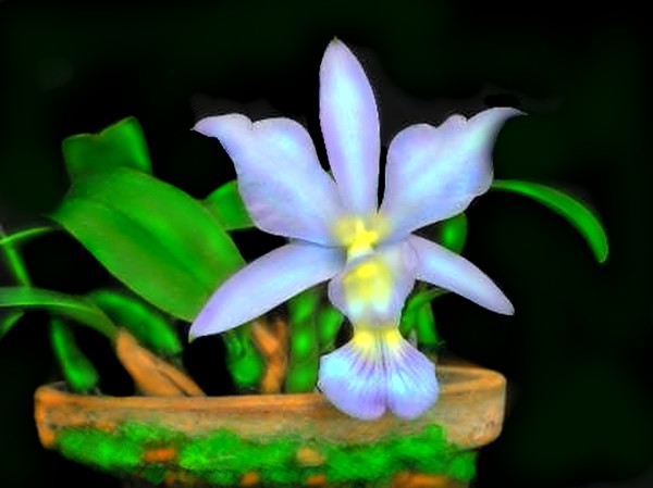 THE AZUL ORCHID