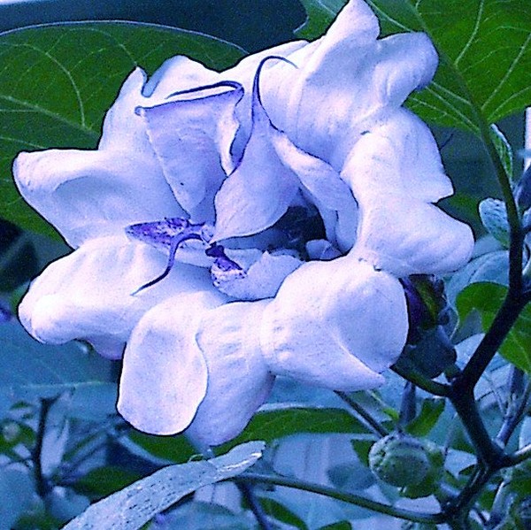 One Day Bloomer