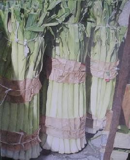 Sheafs of leek