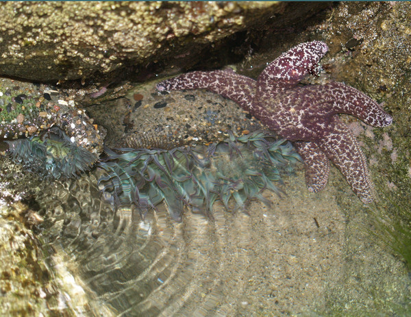 STARMONE OR ANEMOFISH....?
