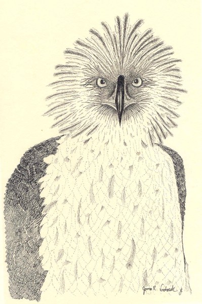 Fish Eagle