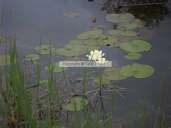Waterlily 