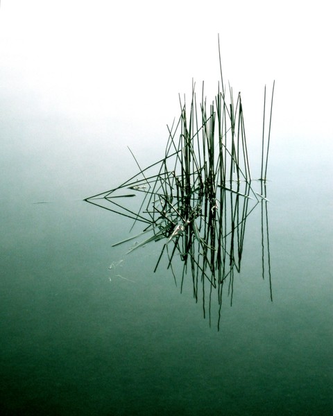 Reeds
