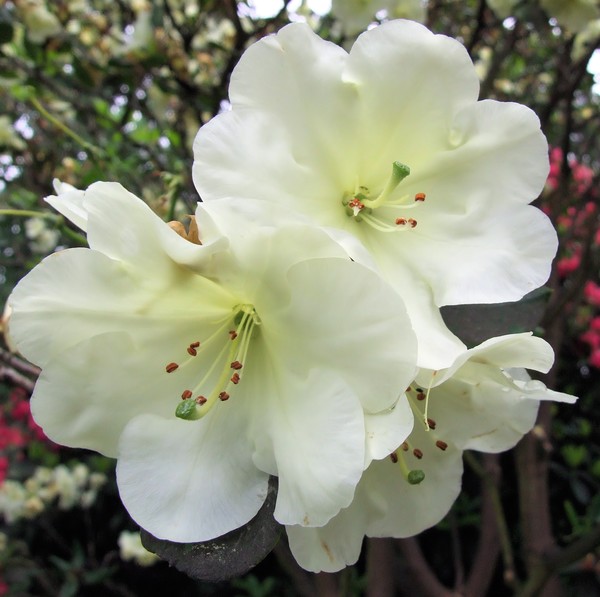 whites