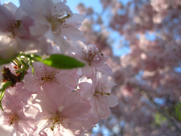 Cherry Blossoms