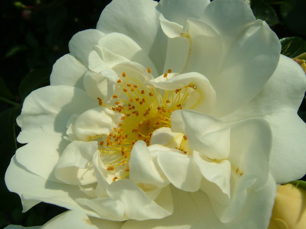 Blossoms