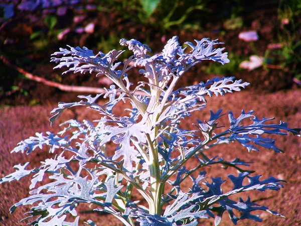 crispflock
