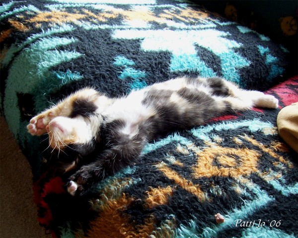 Too Comfortable To Bother
