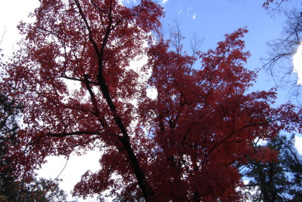 Autum Leaves 3