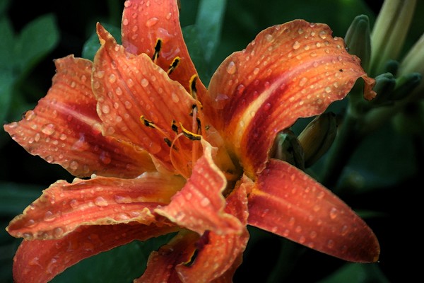 Japanese Lily