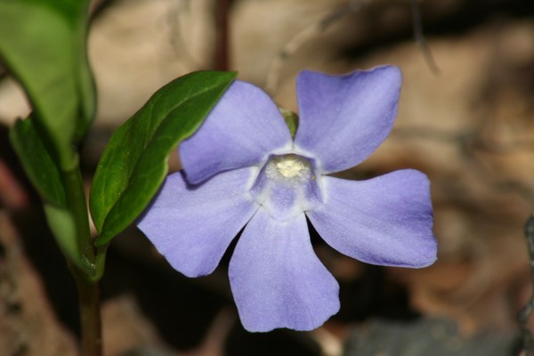 Violet Flower