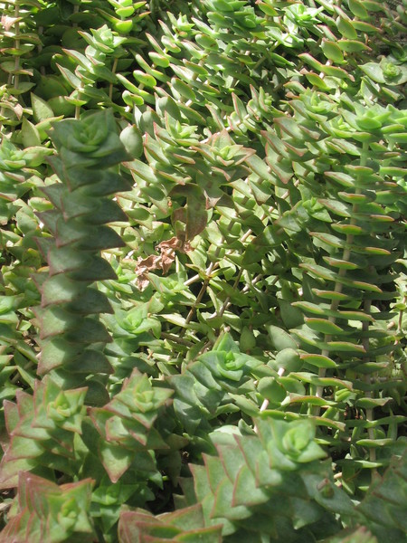 Cacti