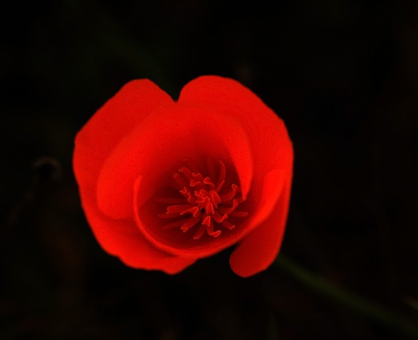 Bleeding Heart