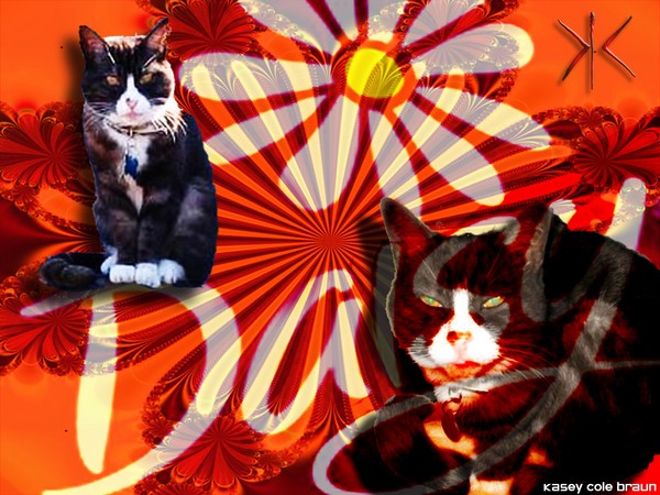 Cat 004