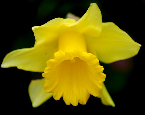 Yellow Daffy