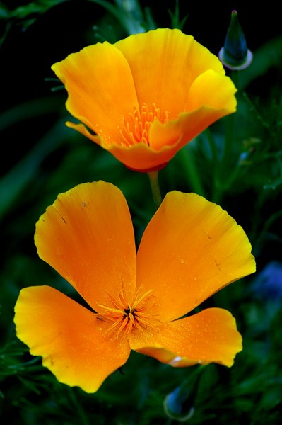 Orange Fantasy