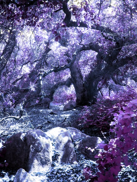 Fairy Forest
