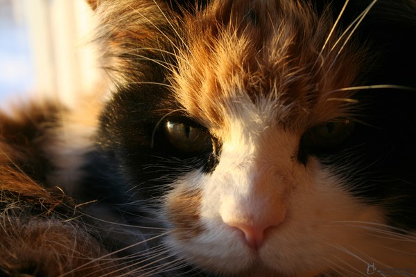Did You Really Wake Me For A Photo?