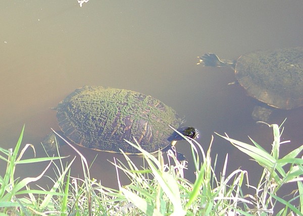 Turtle
